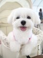 ミニュイ(nail minuit)&nbsp;愛犬のマルチーズです！毎日癒されてます(^^)