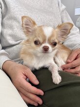 ラピス(Lapis)/当店の店長です♪