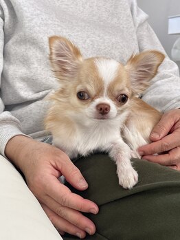 ラピス(Lapis)/当店の店長です♪