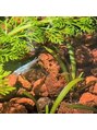 なごみ 手&nbsp;メダカが好きでビオトープやアクアリウムをしています。