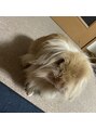 ラズリー(Lazliy)&nbsp;うちの可愛いウサギのシフォンちゃんです☆
