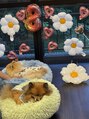ヘッドミント 荻窪店 ポメラニアンの愛犬が2匹います◎