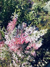 ウェルネス 横浜店&nbsp;千葉 