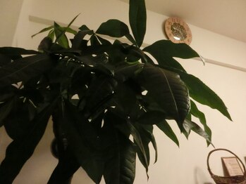 ハッピーコンフォート(Happy Ｃomfort)/【店内】