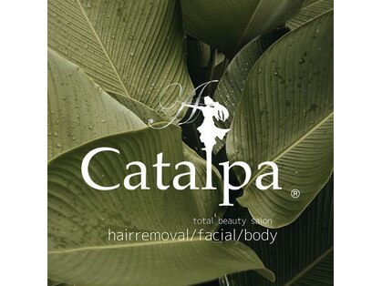 カタルパ(Catalpa)の写真