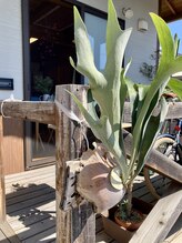 わたなべ整体院/院内の植物