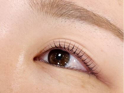 リノ(Lino)の写真