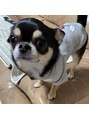ジルネイル(Zir nail)&nbsp;愛犬チワワのウニくんです。4歳です。