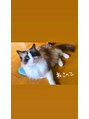 デイジーラッシュ 天王寺店(Daisy Lash) ラグドール　という猫を買っています^ ^名前はユウちゃんです☆