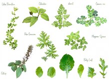 アロマルーム樅/