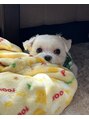 ハウオリラニ 自由が丘店(Hau'oli Lani)&nbsp;実家の愛犬です♪