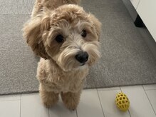 シュクレ(sucre)の雰囲気(店内は自宅の一室、看板犬【テン】犬好きさん同席可能です笑◎)