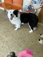モミモミ 霧島店(momi momi)&nbsp;我が家の8歳ボーダーコリーのエマさん　お腹痛くて病院