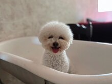 リーフプラス(leaf+)/看板犬バニラです♪