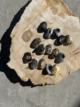 アンプリス(amplis)/by rina