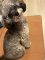 ハク ネイル バイジェービー 稲毛(hak nail byjb)&nbsp;愛犬のチワプーが可愛い過ぎるのが最近の悩みです！