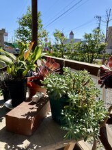 わたなべ整体院/院内の植物