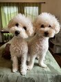 ハミングスキン(Humming skin)&nbsp;女の子のトイプードル2匹飼ってます！日々の癒し。