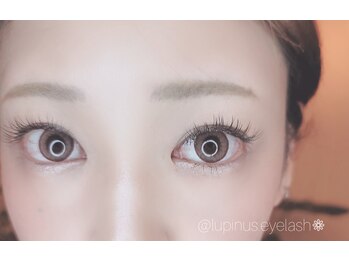 ルピナス(Lupinus)/フラットラッシュ 140本＊