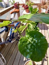 わたなべ整体院/院内の植物