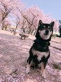 柚温 愛犬虎鉄です☆柴犬好きです!