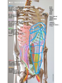 陸と月/骨格筋図no.003_脊柱の屈曲筋