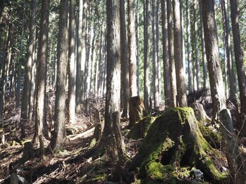えん発酵温熱木浴 梅田店/奈良県吉野の天然ヒノキだけ使用