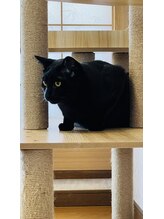 整体藍猫&nbsp;黒太 クロマティ