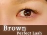 新導入◇ブラウンカラー◇特許技術perfectlash120本【押上/マツエク】
