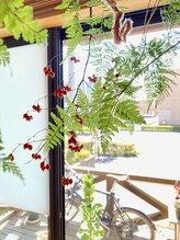 わたなべ整体院/院内の植物