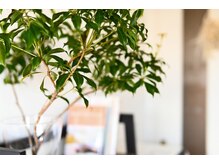 ラウレア(laule'a)の雰囲気（グリーンに癒されます♪）