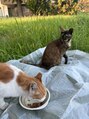 キャトルポワン フェイシャルアンドバストケア 恵比寿(Quatre Point)&nbsp;お休みの日は近所の公園で猫ちゃんたちと過ごしてます。