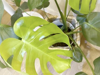 マイレ(Maile)/Maile