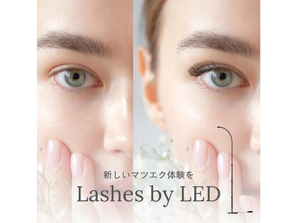 サッシー(SASSY)の写真