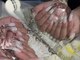 エム(Emu)の写真
