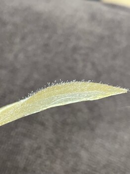 トゥルーリー(TRULY)/《産毛のワックス》