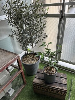 ココリーフ(Cocoleaf)/玄関前