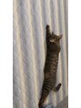 アンダーセブン(Under Seven) 猫を飼っていて、よく落ちてます