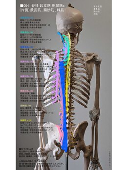 陸と月/骨格筋図no.004_ 脊柱の側屈1