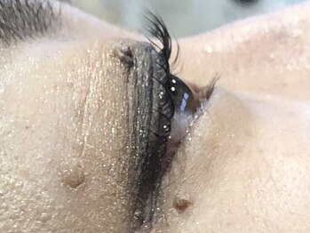 ピクシーボブ(Pixie Bob)/直角スタイル