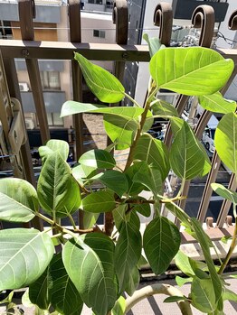 カリスティ(CHARIS.T)/紫外線・乾燥・花粉の時期