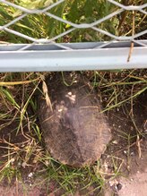 音観堂整体院/野良亀