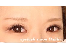 ダリア(Dahlia.)/バインドロック120束