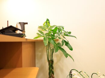 くらとひらの整体院/【すくすく成長したパキラ…!!】