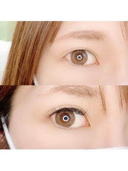 ルピナス(Lupinus)/LEDフラットラッシュ160本