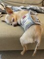サクラ 心斎橋店(SAKURA)&nbsp;愛犬♪こんな格好でも寝ます笑チワワとパピヨンのmix犬です☆