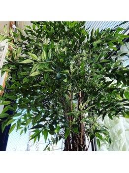 ハッピータイム ヒーリングビューティー(HappyTime Healing Beauty)/2mを超える大きな木がシンボル