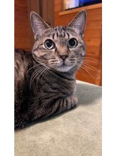 整体藍猫&nbsp;池田 ナナ