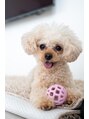 ヴィアージュ(Viage)&nbsp;愛犬のタイニープードル です ♀