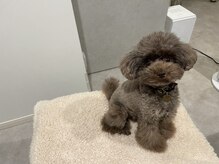 シーズ(C's)の雰囲気（看板犬とお待ちしております☆パラジェル/マグネット/フィルイン）